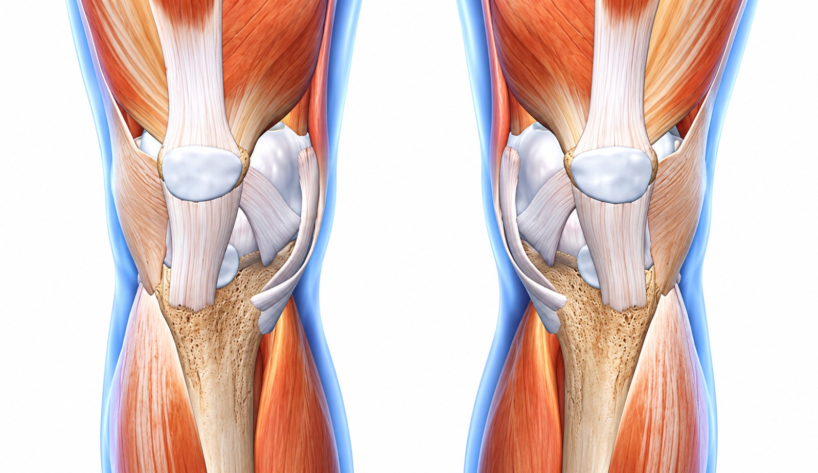 articular